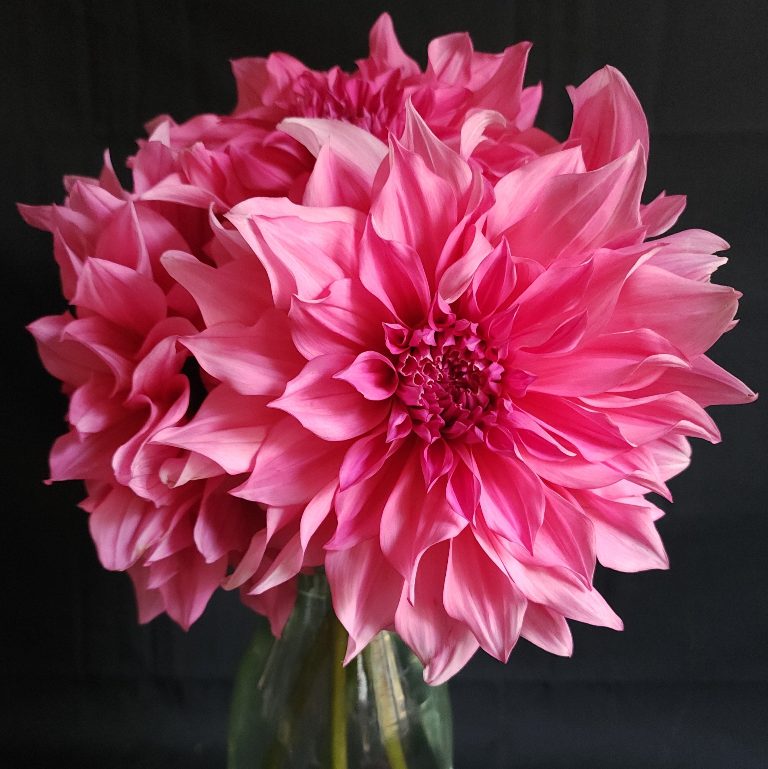 Cafe Au Lait Rose