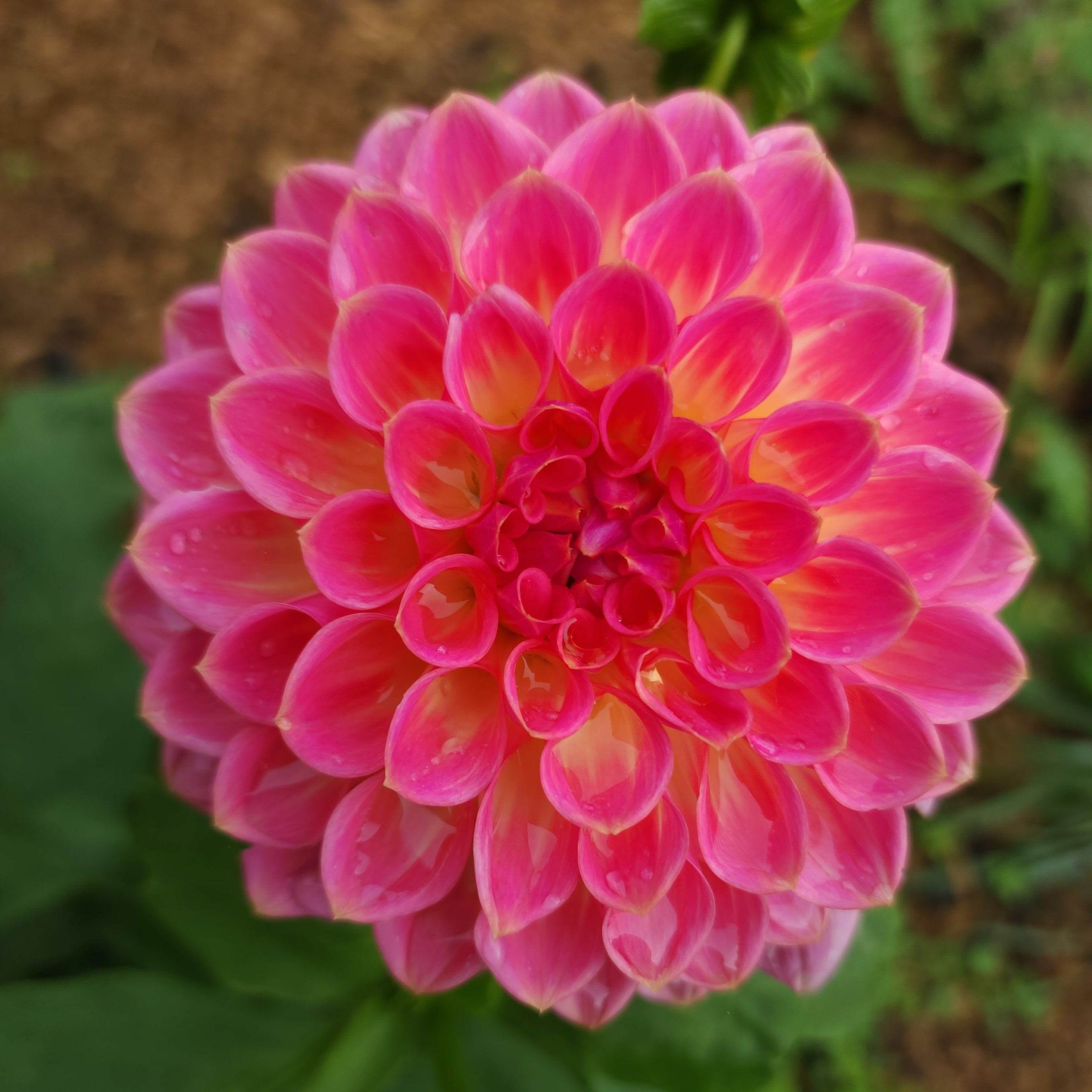 Pink Suffusion