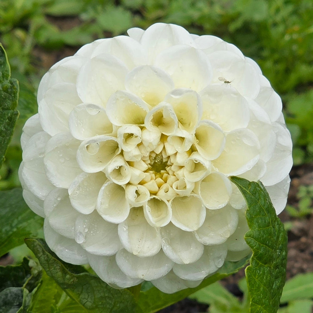 Orsett Beauty