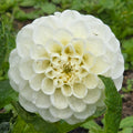 Orsett Beauty