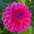 Pink Suffusion