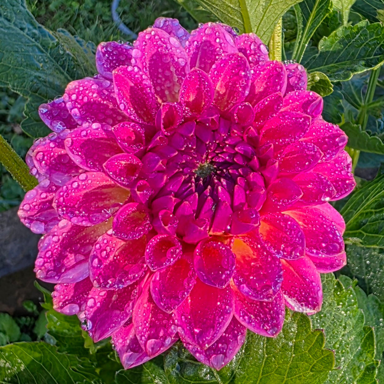 Pink Suffusion