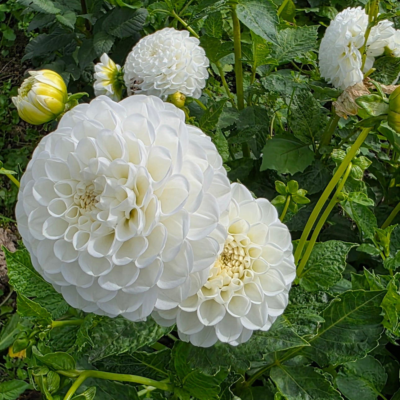 Orsett Beauty