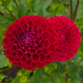 Cornel Red