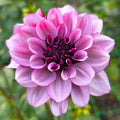 Creme de Cassis