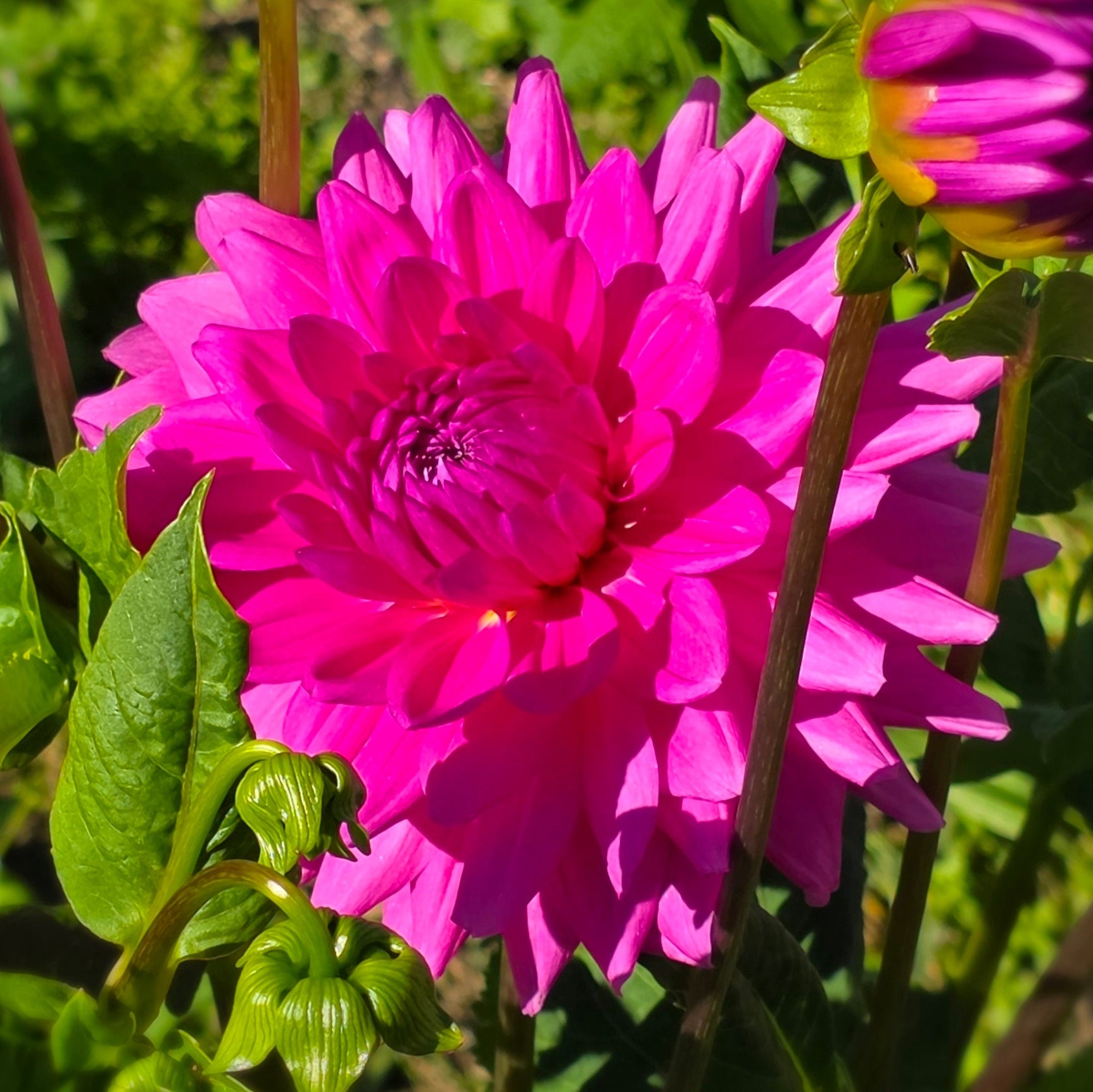 Rosella