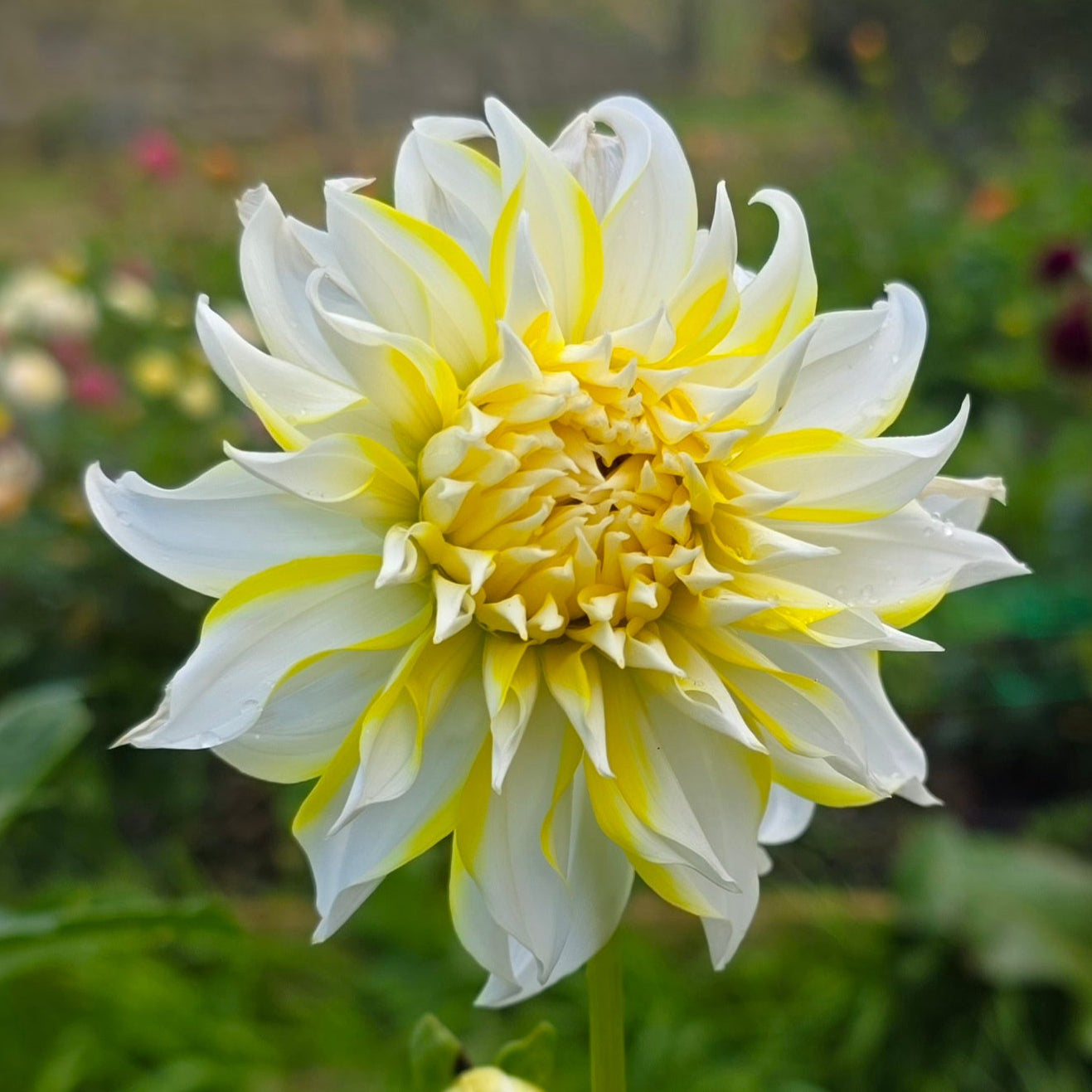 Hollyhill Lemon Ice