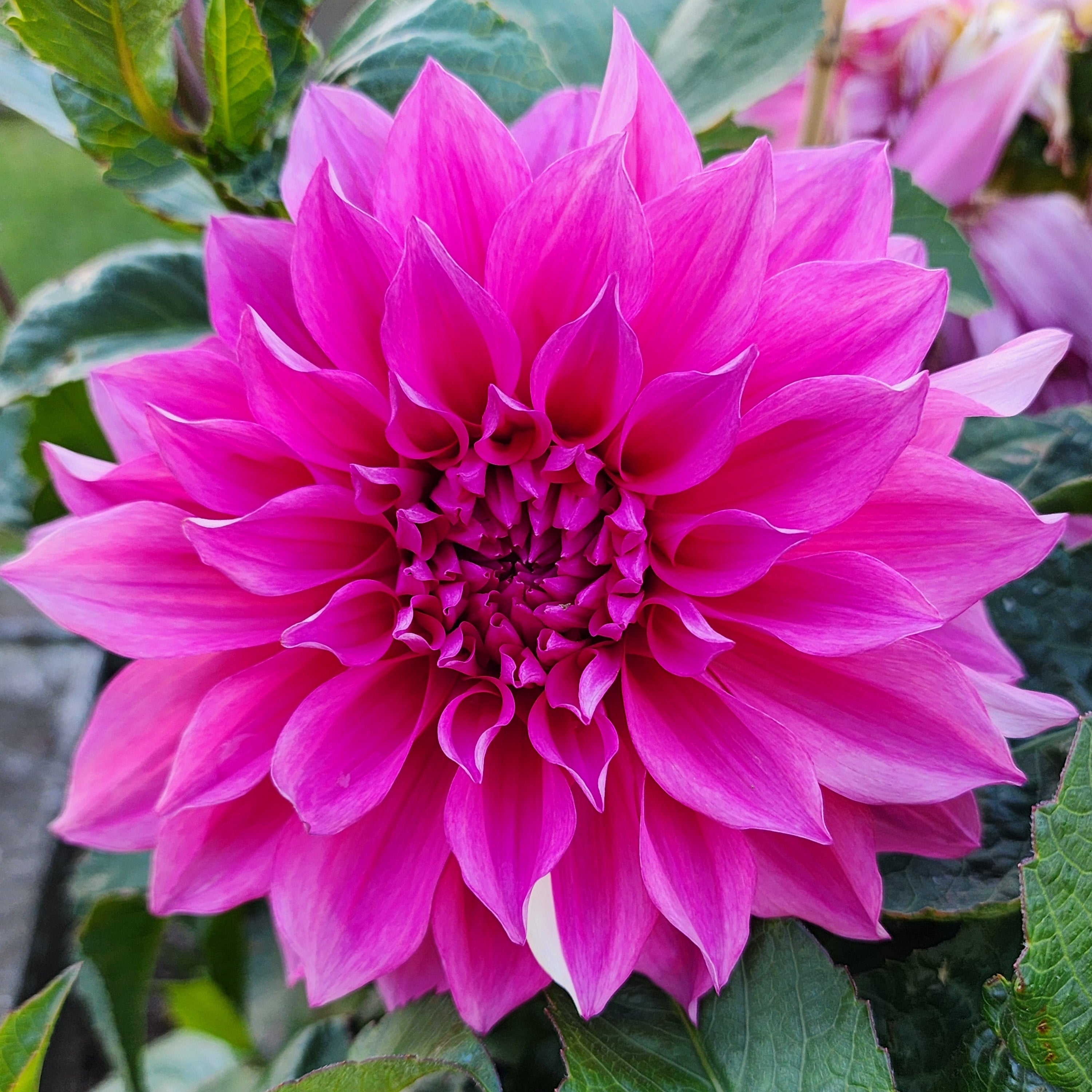 Cafe Au Lait Rose