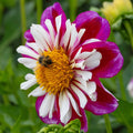 Bumble Rumble